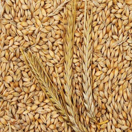 barley